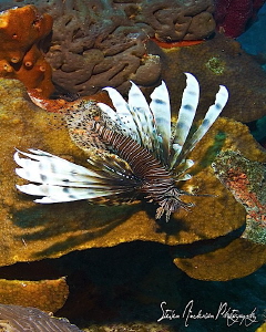 The enemy of the sea and the reef - The Lionfish -This im... by Steven Anderson 